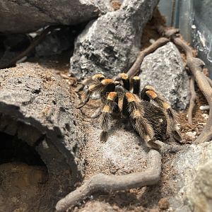 mexican red-legged tarantula (brachypelma emilia)