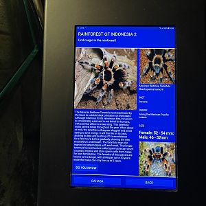 mexican red-legged tarantula signage (1)