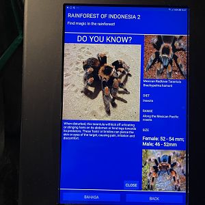 mexican red-legged tarantula signage (2)
