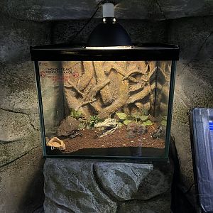 scorpion exhibit
