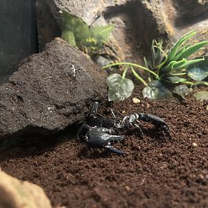 asian forest scorpion (heterometrus spinifer) (1)