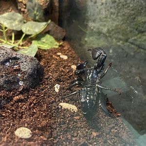 asian forest scorpion (heterometrus spinifer) (2)