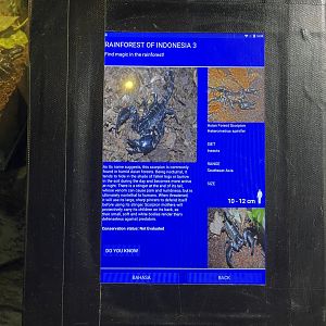 asian forest scorpion signage (1)