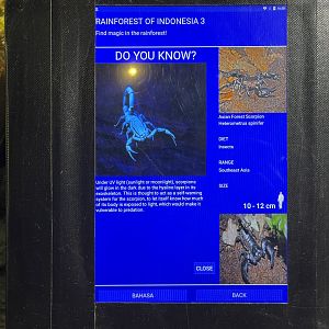 asian forest scorpion signage (2)