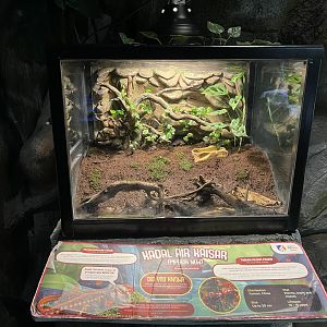 himalayan newt exhibit