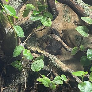 himalayan newt (tylototriton verrucosus)