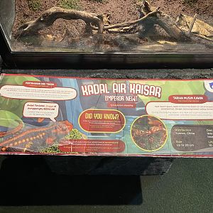 emperor newt signage (mislabelled/inaccurate)