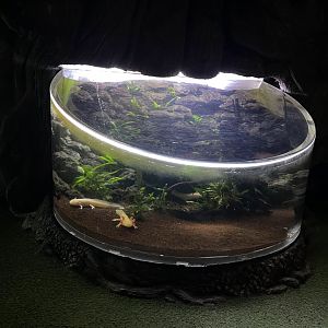 axolotl exhibit