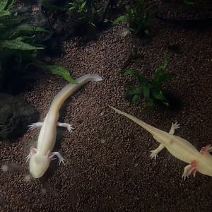 albino axolotls (ambystoma mexicanum)