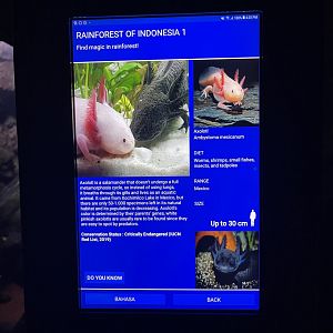 axolotl signage