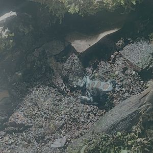 green-and-black poison dart frog (dendrobates auratus)