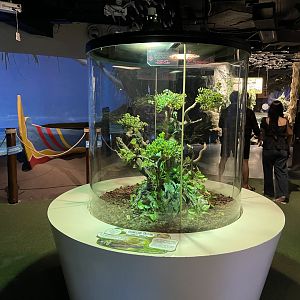 forest dragon exhibit