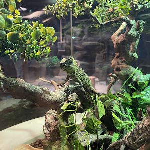 chameleon forest dragon (gonocephalus chamaeleontinus) (1)