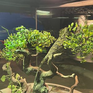 chameleon forest dragon (gonocephalus chamaeleontinus) (2)