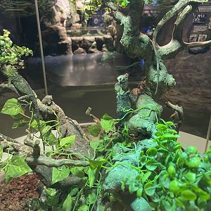 chameleon forest dragon (gonocephalus chamaeleontinus) (3)