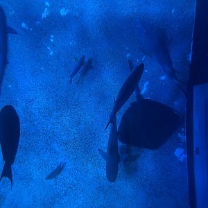 southern sea (view from top) (1)