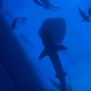 southern sea (view from top) (2)