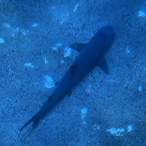whitetip reed shark (triaenodon obesus) (view from top)