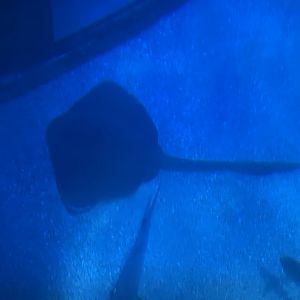 broad cowtail stingray (pastinachus ater) (view from top)