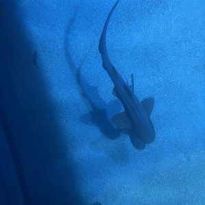 zebra shark (stegostoma tigrinum) (view from top)