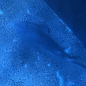 common shovelnose ray (glaucostegus typus) (view from top)