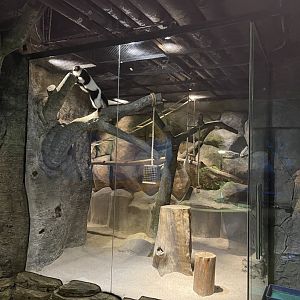 black-and-white ruffed lemur exhibit (1)