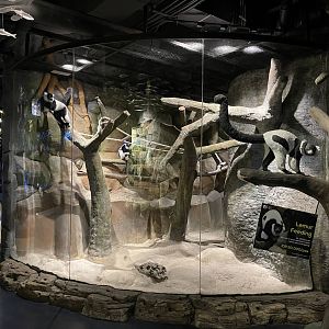 black-and-white ruffed lemur exhibit (2)