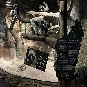 black-and-white ruffed lemur signage