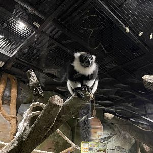 black-and-white ruffed lemur (varecia variegata) (1)