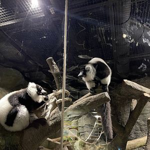 black-and-white ruffed lemur (varecia variegata) (2)