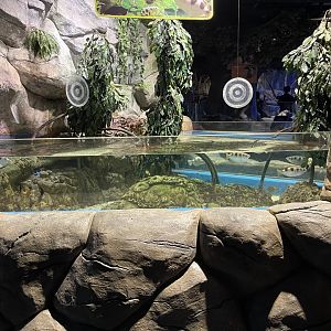 archerfish exhibit (1)