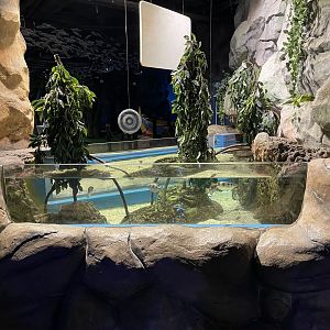 archerfish exhibit (2)