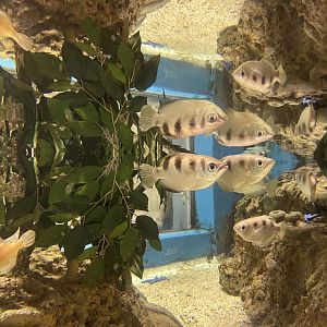banded archerfishes (toxotes jaculatrix)