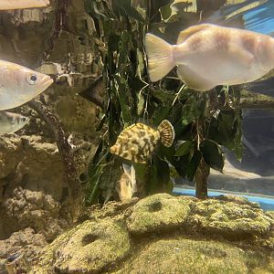 bristle-tail filefish (acreichthys tomentosus)