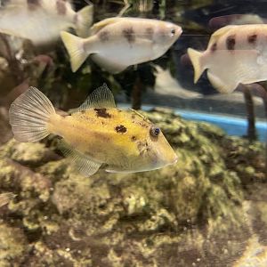 modest filefish (thamnaconus modestoides)