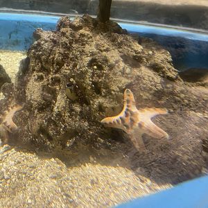 chocolate chip sea star (protoreaster nodosus)