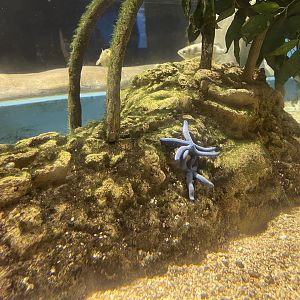 blue sea stars (linckia laevigata)