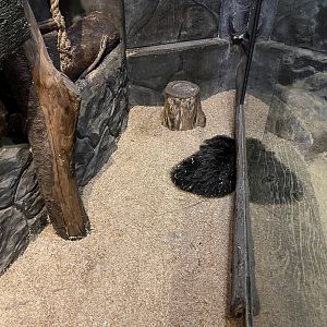 javan binturong (arctictis binturong)