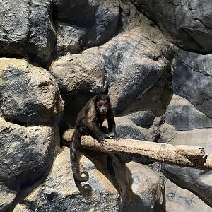 brown-tufted capuchin (sapajus apella)