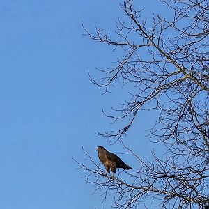 wild raptor ID please