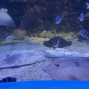 rays at the nursery of the sea tank