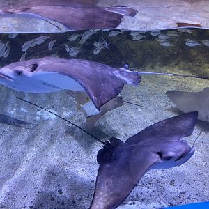 ocellated eagle ray (aetobatus ocellatus) (2)