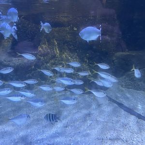 yellowtail scads (atule mate) (1)