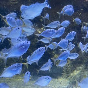 yellowtail scads (atule mate) (2)