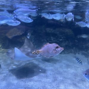bristle-tail filefish (acreichthys tomentosus)