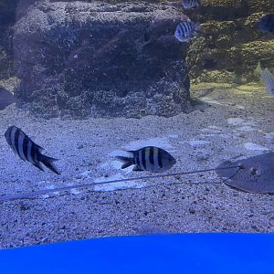 indo-pacific sergeant (abudefduf vaigiensis)