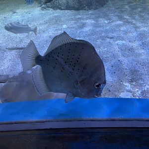 spotted sicklefish (drepane punctata)