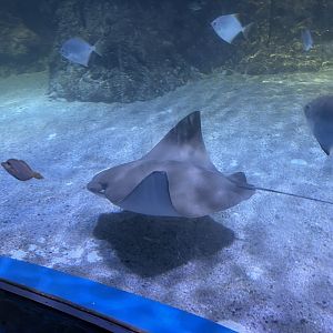 flapnose ray (rhinoptera javanica) (1)