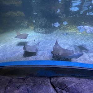 flapnose ray (rhinoptera javanica) (2)