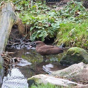 Hamerkop (Scopus umbretta)